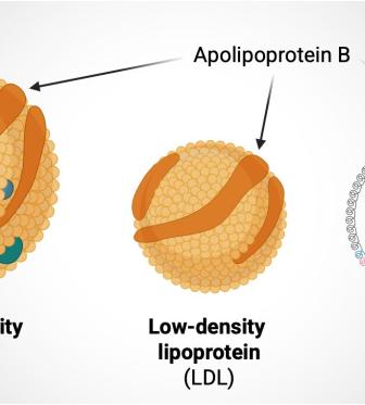 Schematische Darstellung der Lipoproteine VLDL, LDL und Lipoprotein(a) mit Apolipoprotein B als gemeinsamem Bestandteil.