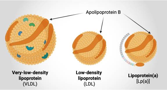Schematische Darstellung der Lipoproteine VLDL, LDL und Lipoprotein(a) mit Apolipoprotein B als gemeinsamem Bestandteil.