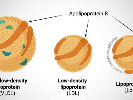 Schematische Darstellung der Lipoproteine VLDL, LDL und Lipoprotein(a) mit Apolipoprotein B als gemeinsamem Bestandteil.